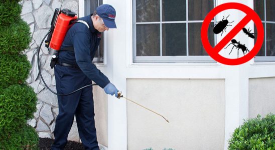 Susuz Hamam Böceği İlaçlama böcek ilaçlama ve haşere kontrolü — ilaclama-tr.com